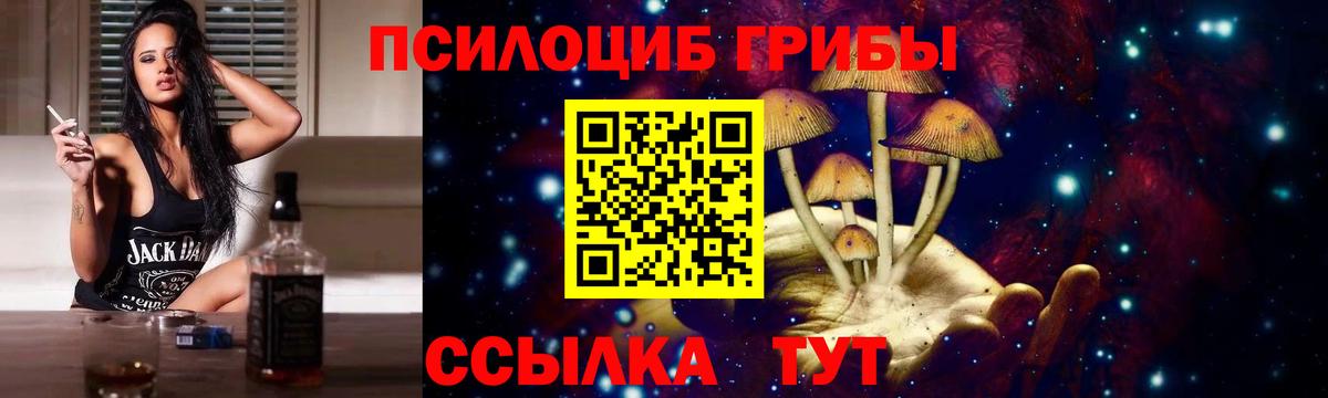 Псилоцибиновые грибы Psilocybe Будённовск